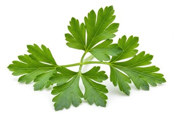 Fresh parsley sprig with bright green leaves isolated against a white background for culinary use