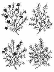 Barberry line art illustration in minimalist design.eps