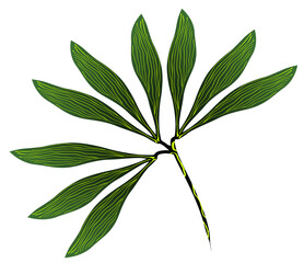 vector illustration of a leaf set with parallel venation