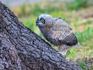 A fluffy Great Horned Owl owlet (Bubo virginianus) climbs the oak tree to the nest  after first flight