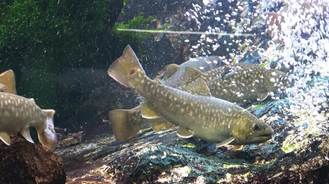 水中を泳ぐゴギの群れ  4K  Head Spotted Char, Salvelinus Leucomaenis Imbrius