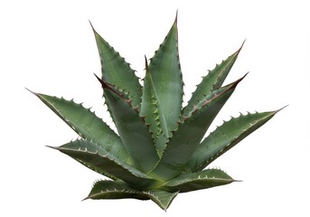 Isolated agave plant with sharp thorns and pointed leaves against a clear white background