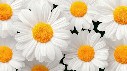 Obraz premium Close-up of vibrant white daisies with yellow centers