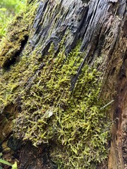 moss on tree in the forest