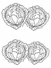 cabbage line art clean organic garden plant artwork.eps