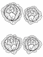 cabbage line art modern farm produce contour artwork.eps