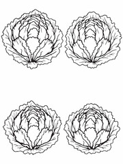 cabbage line art simple healthy food outline style.eps