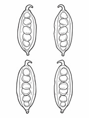 Cardamom line art elegant spice illustration in modern style.eps