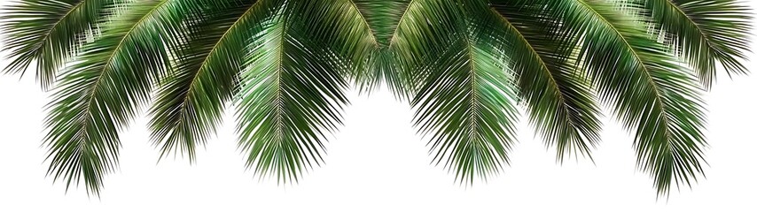 Fototapeta premium Tropical Palm Fronds Against White Background
