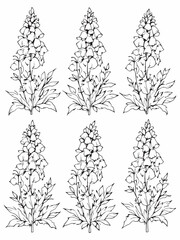 Clustered Bellflower line art elegant botanical drawing style.eps