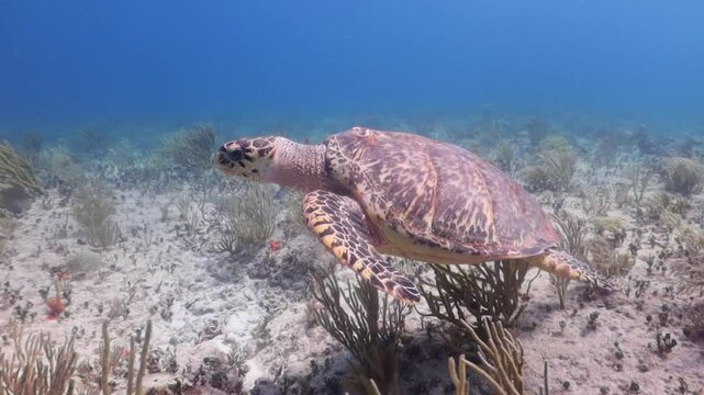 tortuga carey nadando suavemente sobre el arrecife de coral
