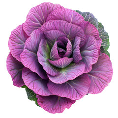 Obraz premium Ornamental cabbage flower isolated on transparent background