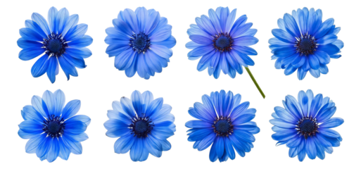 Blue Flowers Collection on a White Background for Nature Lovers, Isolated on Transparent, white background