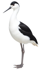 Fototapeta premium Black-necked Stilt Bird Profile, Elegant Wildlife Portrait, Striking Wading Bird Anatomy, Isolated Nature Animal Photography