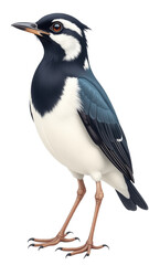 Obraz premium Detailed Wagtail Clipart, isolated on a white background.