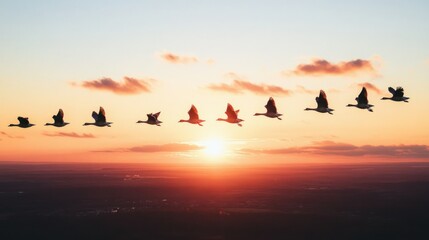 Obraz premium A flock of birds soaring through a sunset sky