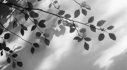 Silhouette of leaves and branches casting shadows on a light background.  Details include varying leaf shapes and sizes, thin branches, and soft light creating a delicate pattern