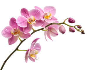 magenta orchid branch close up