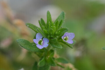 Closeup on the small blue flower of the Common, rock or wall speedwell , Veronica arvensis