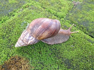 Giant African land snail. They are large, invasive terrestrial mollusks known for their substantial size and potential to cause significant damage to agricultural crops and other plant life