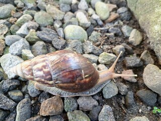 Giant African land snail on pebble They are large, invasive terrestrial mollusks known for their substantial size and potential to cause significant damage to agricultural crops and other plant life