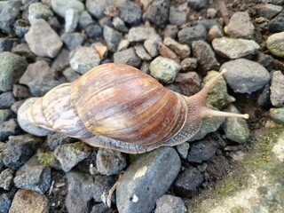 Giant African land snail on pebble. They have a distinctive conical shell, often light brown with alternating brown and cream bands. These snails can reach up to 20 cm in length