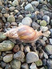 Giant African snail on pebble. They have a distinctive conical shell, often light brown with...