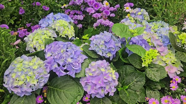 Blue and pink flowers of hydrangea. Hydrangea macrophylla - Beautiful bush of hydrangea flowers in a garden