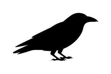 Fototapeta premium Black crow silhouette vector graphic illustration