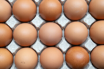 Fresh organic brown chicken eggs in cardboard tray