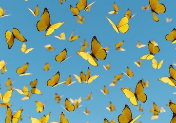 Obraz premium Yellow Butterflies Flying in Blue Sky