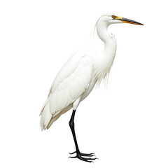 White egret standing isolated, bird illustration for wildlife design or conservation banner, Isolated on transparent background, png