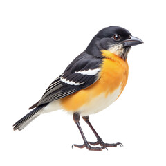 Fototapeta premium Baltimore Oriole bird, isolated on transparent background, png