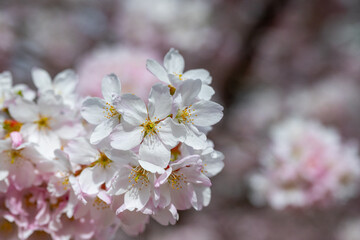 Obraz premium Cherry blossom in spring, sakura flowers close-up