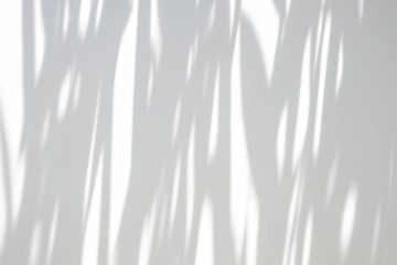 Abstract natural tree branch leaves shadow on white wall background