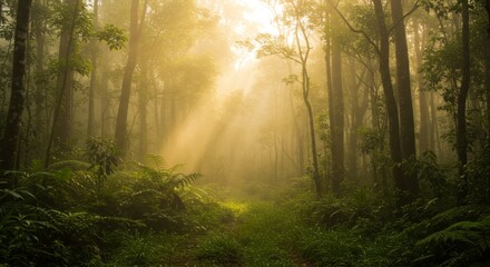 Obraz premium Golden Sunlight Beams Through Misty Green Forest