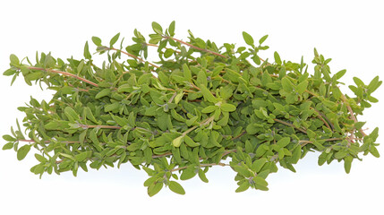 Obraz premium Fresh Thyme Bunch On White Background
