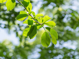 5月の森 輝く木の葉05