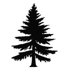 Silhouette of a Tall Evergreen Coniferous Tree