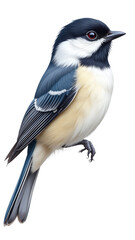 Fototapeta premium Vibrant blue and white bird perched on branch with copy space for text on transparent background for marketing campaign or website hero image