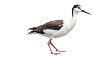 Detailed Avocet Clipart, isolated on a white background.