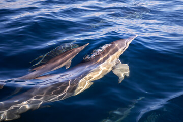 Fototapeta premium Dolphins glide just below the surface in clear, calm waters off the coast of Australia.