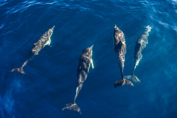 Naklejka premium Dolphins glide just below the surface in clear, calm waters off the coast of Australia.