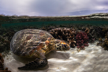 A green sea turtle swims peacefully along the reef at sunset at Lady Elliot Island, Australia.