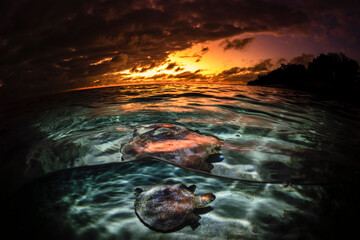 A green sea turtle swims peacefully along the reef at sunset at Lady Elliot Island, Australia.