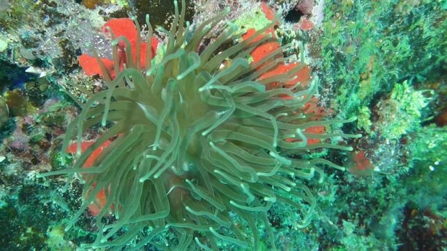 an&eacute;mona gigante balancea sus tentaculos