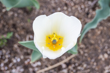 White garden tulips blooming in the park garden.