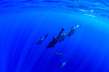 Pantropical spotted dolphins cruise through the deep blue waters off the coast of Hawaii.