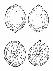 green lime citrus fruit abstract line art drawing.eps