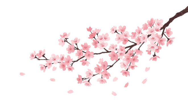 Fototapeta sakura branch with pink cherry blossoms, PNG